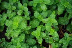 Herb garden springtime