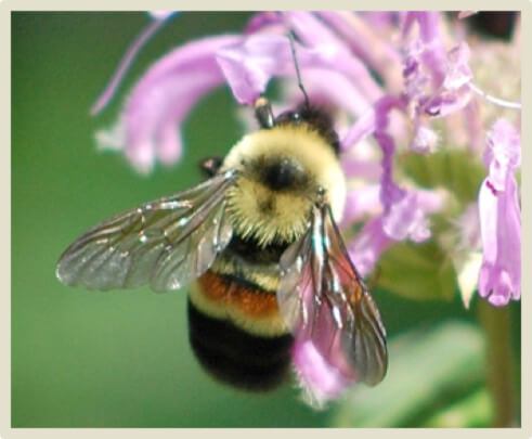 What's Causing the Cute Rusty-Patch Bumble Bee to Go Extinct